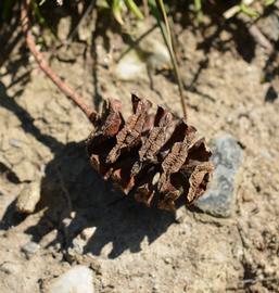  Cone:  Taxodium distichum , mature; Photo by S.L. Winterton, Aquarium and Pond Plants of the World
